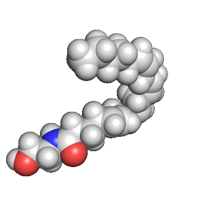 Anandamide Molecule by Mplanine